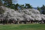 お花見