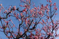 松本城にて　梅の花
