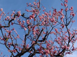 松本城にて　梅の花