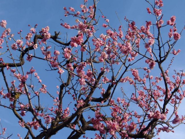 松本城にて　梅の花