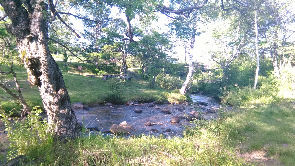 夏は山の木漏れ日と水辺に癒されます