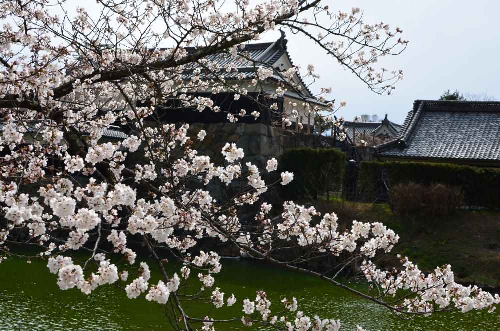sakura