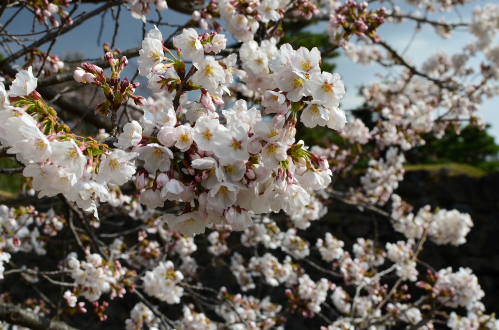 sakura